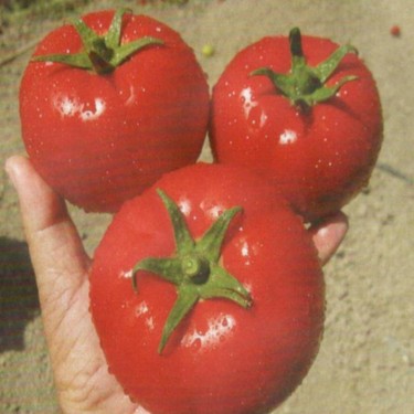 Cari Kualitas Tinggi Plastik Tanaman Tomat Stick Produsen Dan Plastik Tanaman Tomat Stick Di Alibaba Com