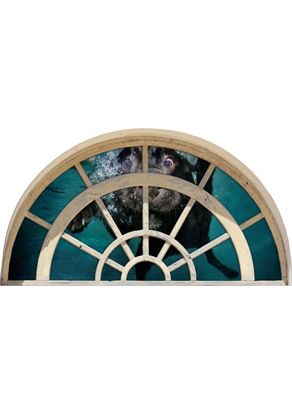 Pencere Yüzen Köpek Deniz Duvar Sticker