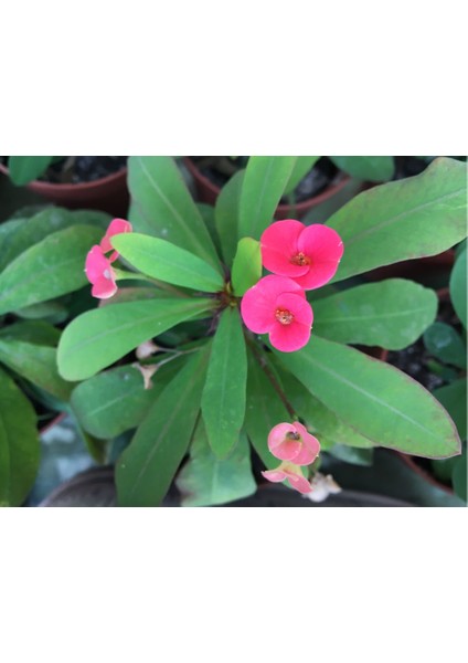 Euphorbia Milli Dikenler Tacı