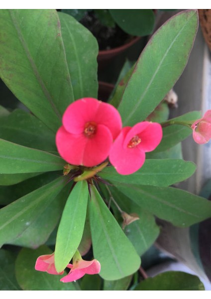 Euphorbia Milli Dikenler Tacı