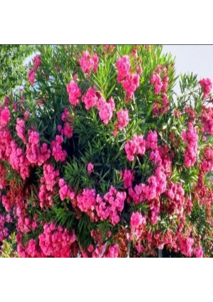 Tüplü Pembe Katmerli Çiçekli Zakkum Fidanı