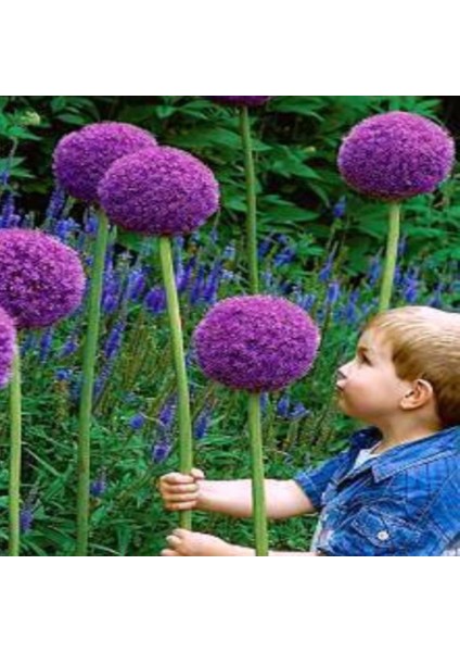 İri Çiçekli Allium Soğanı (3 Adet)