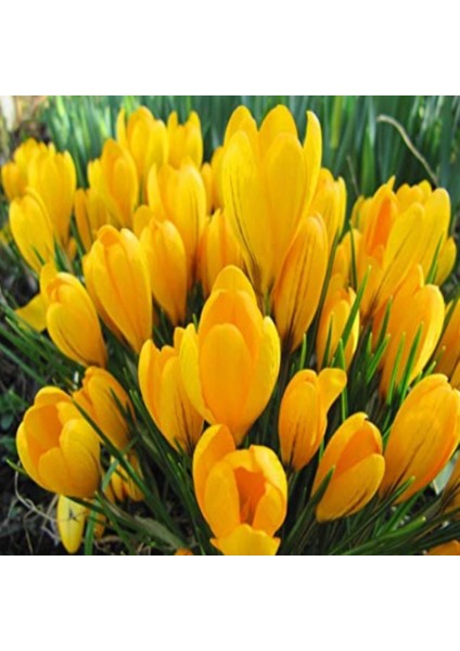 Yellow Çiğddem Soğanı (4 Adet)