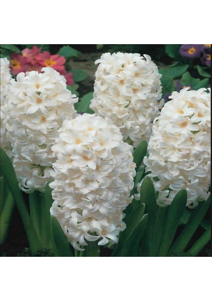 Hyacinthus Aiolos Sümbül Soğanı (2 Adet)