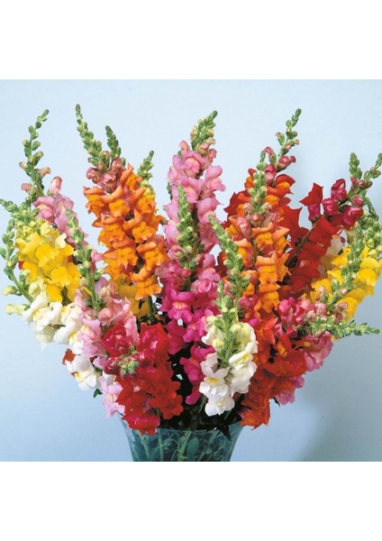 Antirrhinum Rainbow Mixed Karışık Aslanağzı Çiçeği Tohumu(100 Tohum)