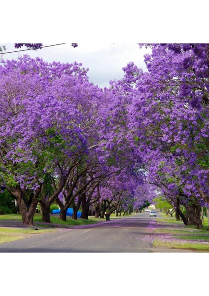 Evve Bahce Jacaranda (Jakaranda) Ağacı Tohumu (5 Tohum)