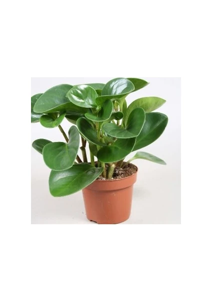 Berceste<Peyzaj Peperomia Polybotrya -Zümrüt Dalgası Çiçeği Saksı Çapı 8,5 Cm