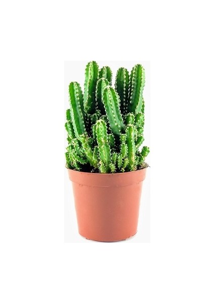 Cactus Cereus - Peri Kalesi Radyasyon Emici Saksi Çap 5.5Cm