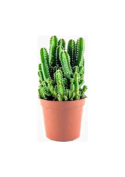 Berceste Peyzaj Cactus Cereus - Peri Kalesi Radyasyon Emici Saksi Çap 5.5Cm