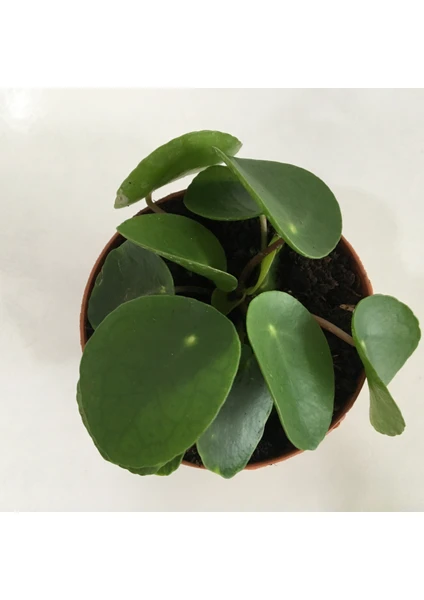 Pilea Peperomioides - Çin Para Bitkisi