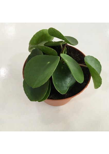 Pilea Peperomioides - Çin Para Bitkisi