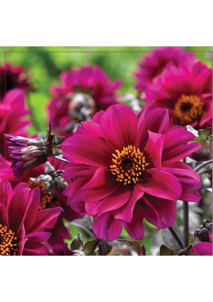 Dahlia Tohumu 30 Adet