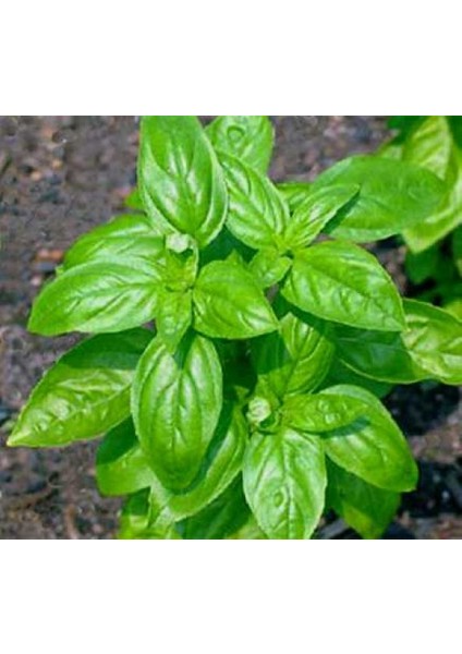 Top Reyhan Tohumu 100 Adet