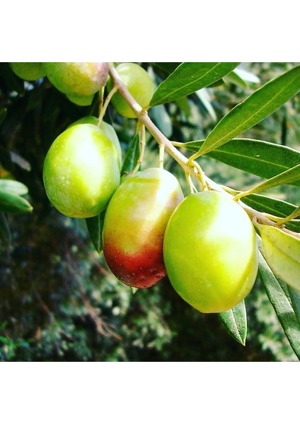 Domat Zeytin Fidanı