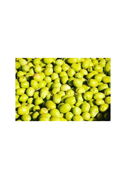 Domat Zeytin Fidanı