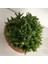 Haworthia Turgida 1