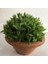 Haworthia Turgida 2