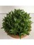 Haworthia Turgida 3