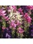 Salvia Horminum Karışık Renkli Adaçayı Çiçeği Tohumu (50 Tohum) 1