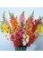 Antirrhinum Rainbow Mixed Karışık Aslanağzı Çiçeği Tohumu(100 Tohum) 1