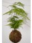 Asparagus -Kokedama Asparagus - Ev Ofis Salon Bitkisi 2