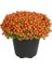 Arap Saçı Nertera Saksı Çapı 8 Cm-Salon-Ofis Bitkisi 1
