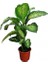 Difenbahya Tropic Snow 100*120 Cm- Salon & Ofis Çiçeği 1