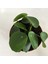 Pilea Peperomioides - Çin Para Bitkisi 1