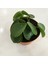 Pilea Peperomioides - Çin Para Bitkisi 2