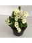 Euphorbia Milli Beyaz - Dikenler Tacı 2
