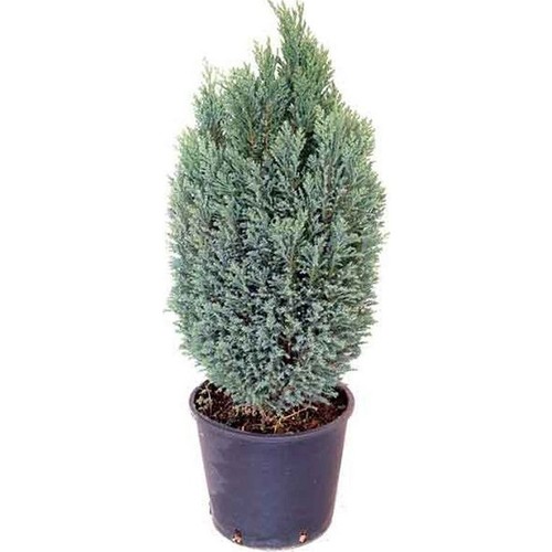 Berceste Peyzaj Elwoodi Çamı 2025 Cm İthal Ev Bitkisi Ofis Fiyatı