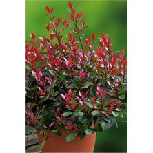 Teta Tohum Bodur Alev Çalısı Saksıda