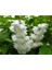 Deutzia Scabra Plena Havlu Püskülü Fidanı 2