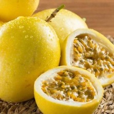 Reyon Bahçe Sarı Pasiflora Edulis Panama Gold (Meyve Verir Yaşta), +70CM