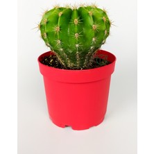 Echinopsis Anastasia Kaktüs Muhteşem Leylak-Pembe Çiçekler Verir Büyük Boy 8.5 cm Kırmızı Saksıda 