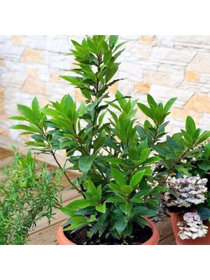 Rüzgar Botanik Defne Fidanı 40CM-60CM