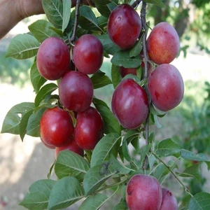 Reyon Bahçe 4 Yaş, Aşılı Havran Erik Fidanı, Torbada