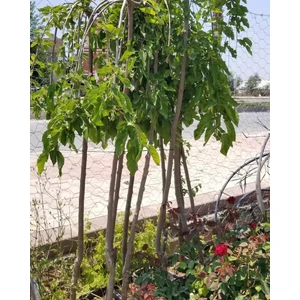 Reyon Bahçe Ters Dut (PARAŞÜT-140 cm ve Üzeri)