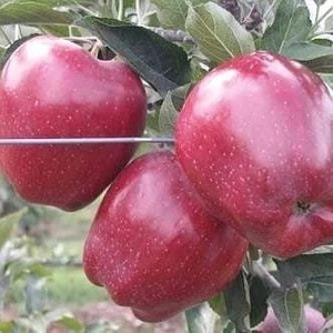 Reyon Bahçe 5 Yaş, Aşılı Elma Fidanı Red Chıef, Torbada