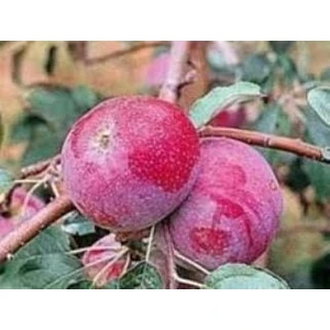 5 Yaş, Aşılı Elma Fidanı Red Star, Torbada