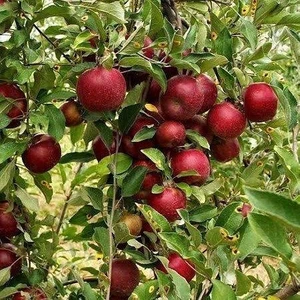 Reyon Bahçe 6 Yaş Aşılı Arap Kızı Elma Fidanı , Saksıda