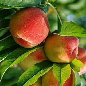 3 Yaş Aşılı Şeftali Fidanı Cresthaven, Torbada