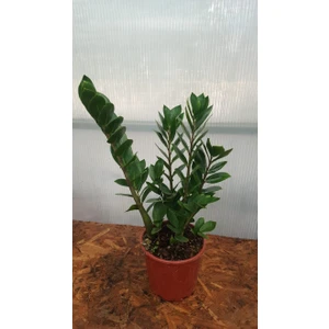 Taha Çiçekçilik Zamioculcas Zamia- Zeze Çiçeği