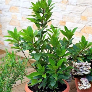 Rüzgar Botanik Defne Fidanı 40CM-60CM