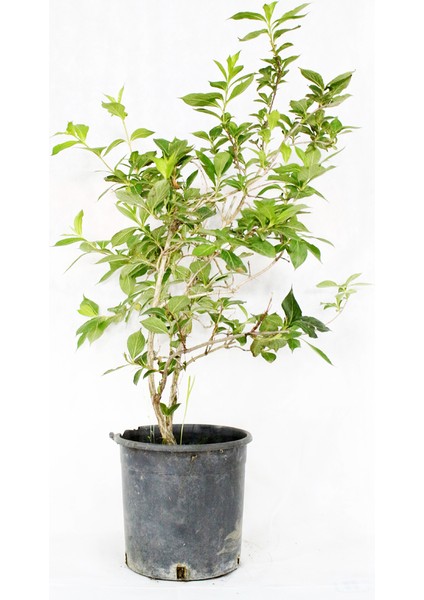Deutzia Scabra Plena Havlu Püskülü Fidanı