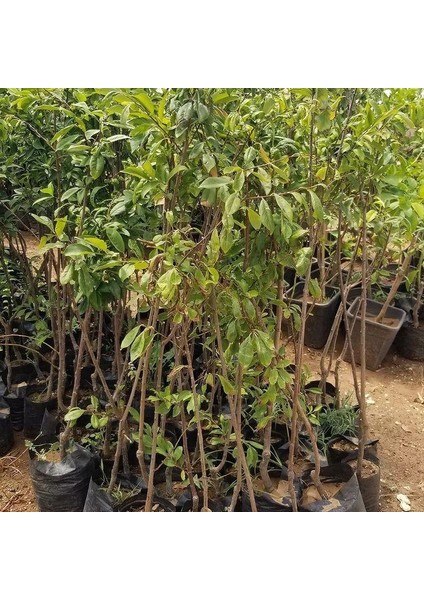 4 Yaş, Aşılı Black Dıamond Erik Fidanı, Torbada