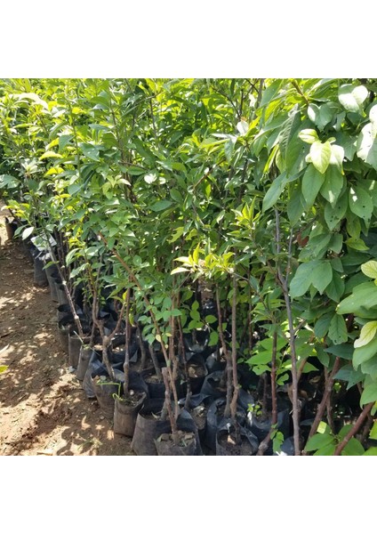 4 Yaş, Aşılı Black Dıamond Erik Fidanı, Torbada