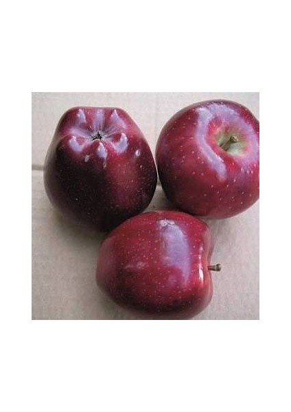 5 Yaş, Aşılı Elma Fidanı Scarlet Spur, Torbada