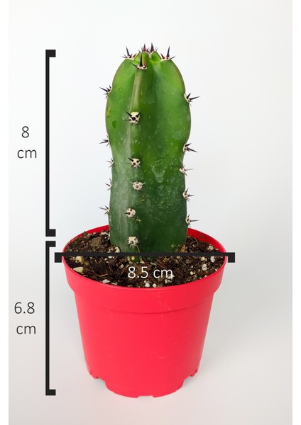 Jusperti Aşı Altı Kaktüs 8.5 cm Kırmızı Saksıda