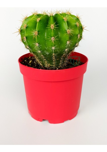 Echinopsis Anastasia Kaktüs Muhteşem Leylak-Pembe Çiçekler Verir Büyük Boy 8.5 cm Kırmızı Saksıda 